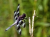Dragonfly in Toronto