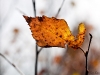 The last leaf