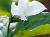 Trillium blooming