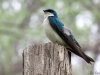 Tree Swallow