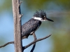 Belted Kingfisher