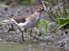 Solitary Sandpiper