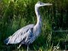 Blue Heron Reflection