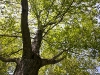 Shady Tree