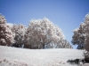 Infrared Park