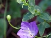 Wildflowers 6