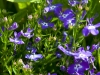 Purple Flowers