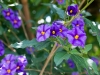 Purple Flowers 2