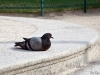 French pigeon