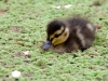 Little Duckling