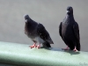 London Pigeons