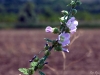 Wildflowers cont.