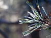 Frosty Needles