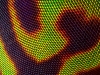 Deer Fly Eye