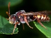 Damp Wings