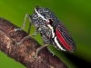 Black & Red Leafhopper