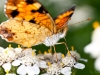 Landing Pad