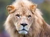 Proud Lion