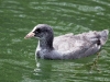 London waterbird