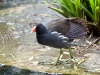 London waterbird 2