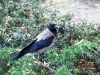 Berlin Blackbird