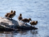 Ducklings
