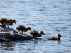 Ducklings 2