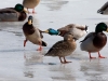 Duck Fight