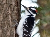 Woodpecker
