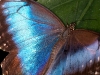 Bright Blue