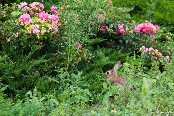 Bunny in the flowers
