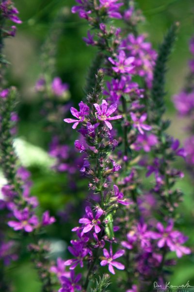 Purple flowers
