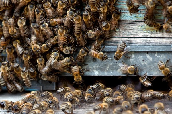 Bees and more bees