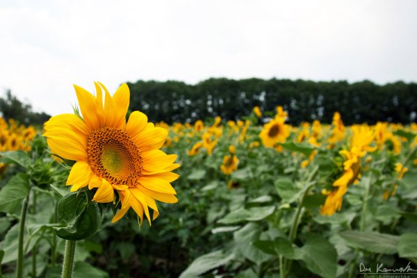 Sunflower field