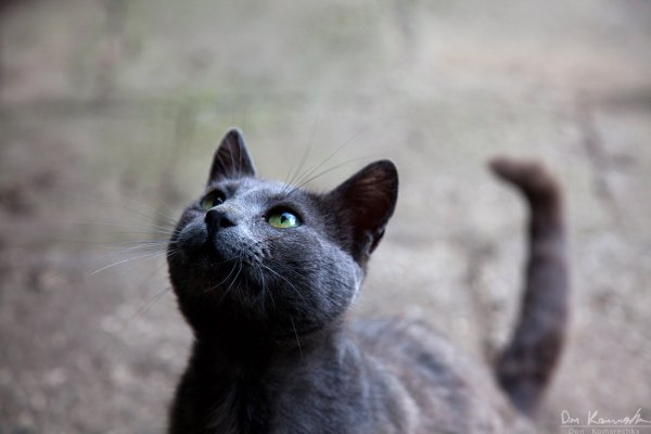 Hungry kitty