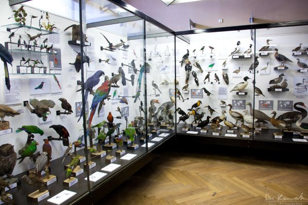 Birds