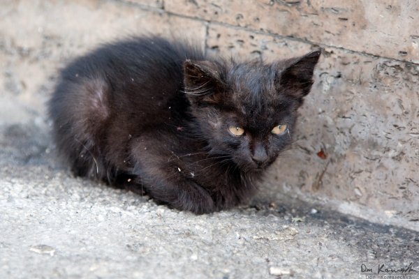 Sick Kitty