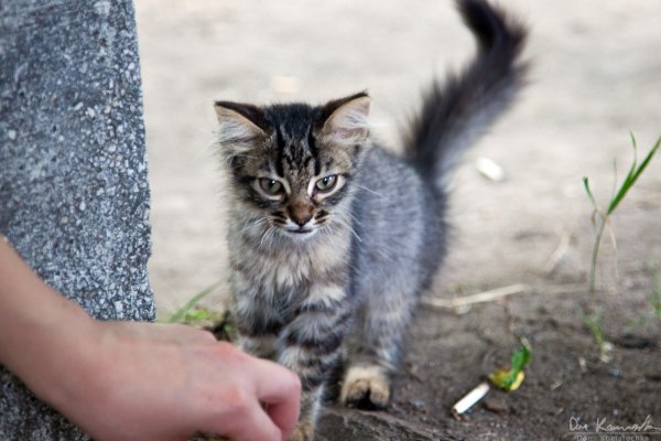 Lonely Kitty
