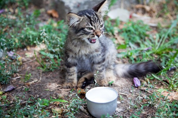 Kitty and milk