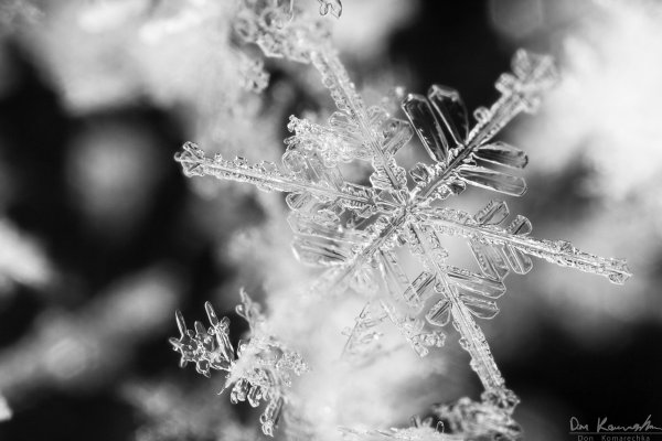 Focus-stacked Snowflake