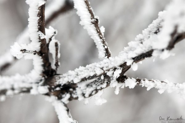 More Snowy Branches