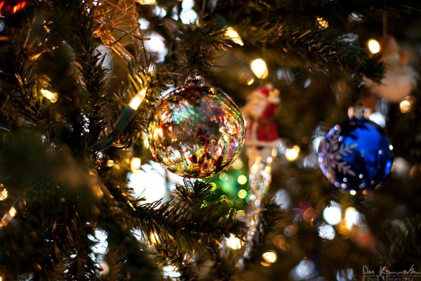 Christmas tree close-up