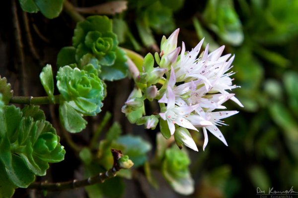 Growing on a wall