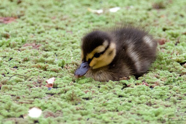 London Duckling