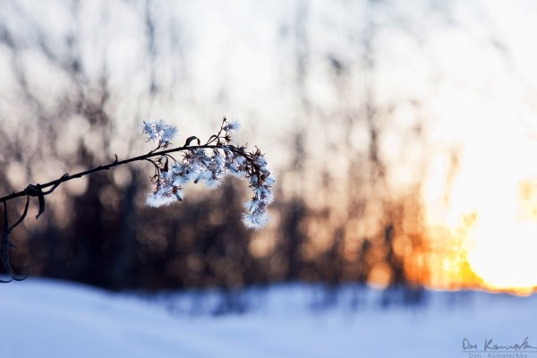 Winter flowers