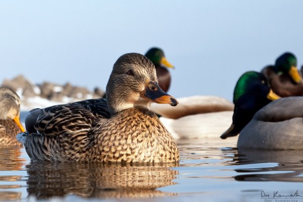 Relaxing female mallard