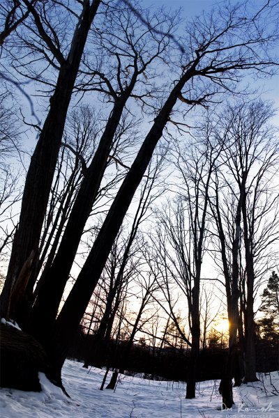 Winter forest