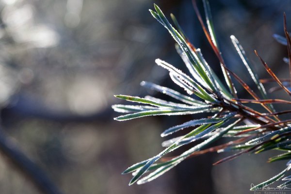 Frosty Needles