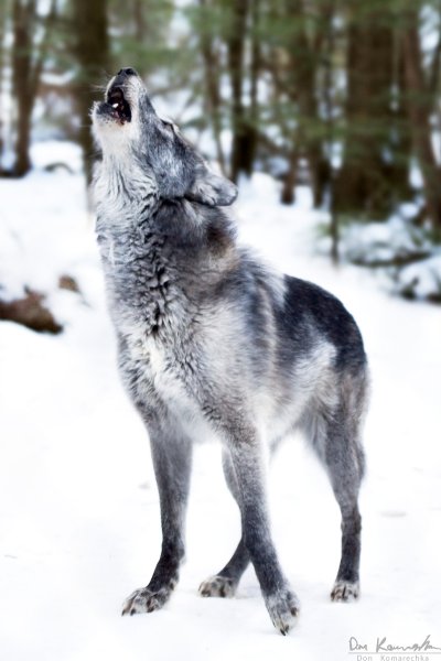 Grey Wolf