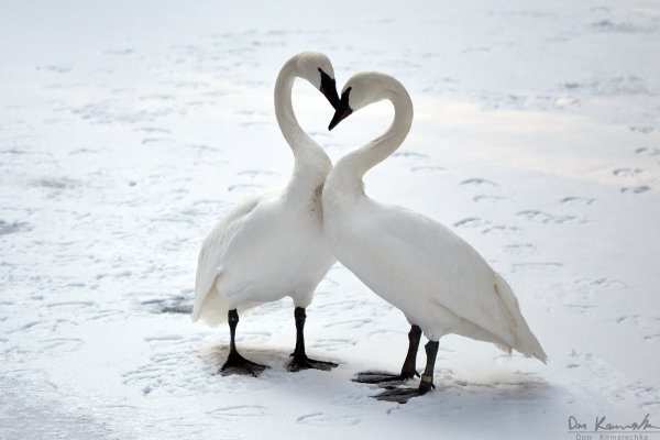 Swan love